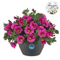 Bild von HP27 o.kl. Calibrachoa Pink